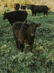 Vaques, toros i vedelles - Equip La Musona